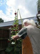 28th Jul 2021 - Getting a measure of the Hollyhock