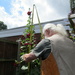 Getting a measure of the Hollyhock by speedwell