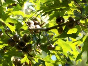 28th Aug 2021 - Pin oak acorns aplenty...