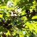 Pin oak acorns aplenty... by marlboromaam