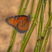 Queen Butterfly and Milkweed Bug by k9photo