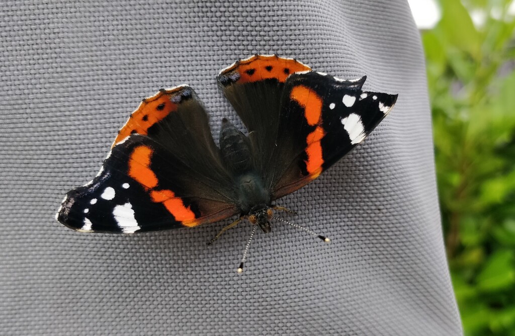 Red admiral by roachling