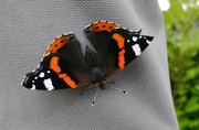 25th Aug 2021 - Red admiral