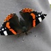 Red admiral by roachling