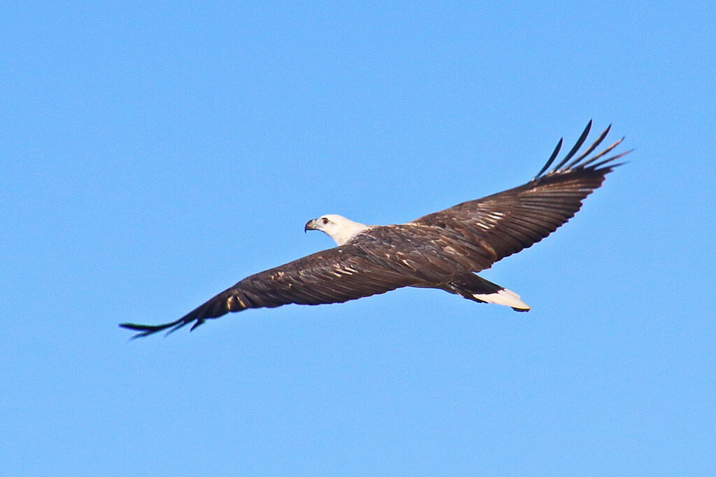 White Bellied Sea Eagle 1 by terryliv
