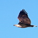 White Bellied Sea Eagle 3 by terryliv