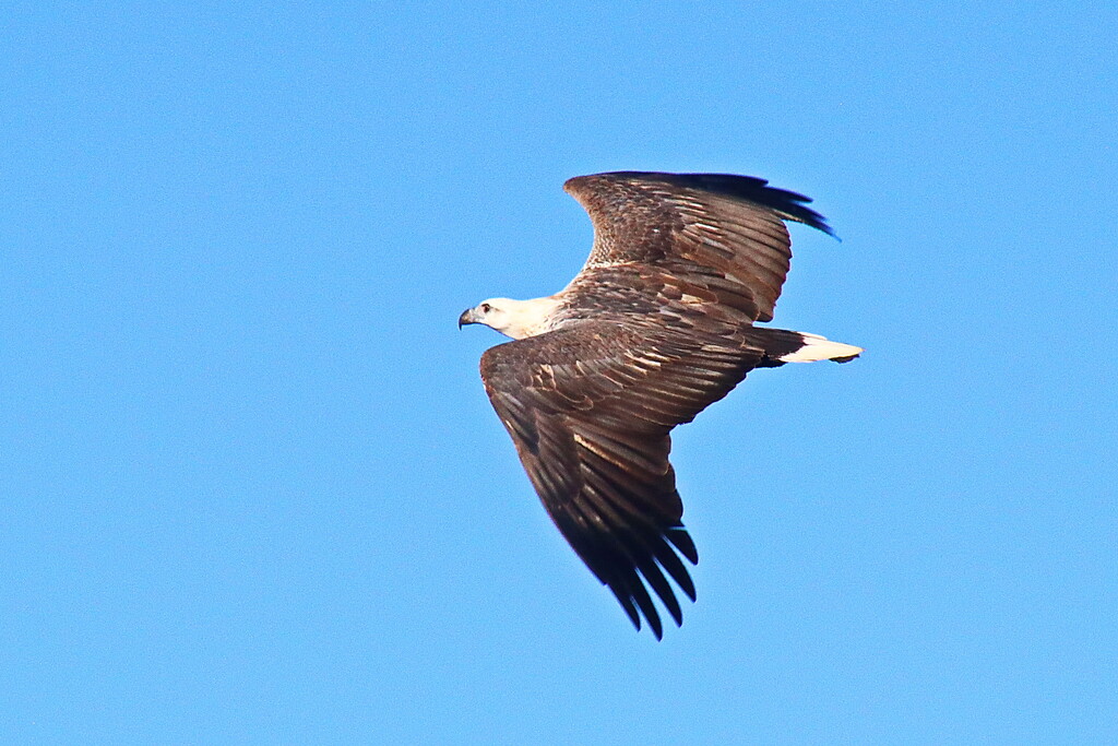 White Bellied Sea Eagle 2 by terryliv