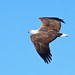 White Bellied Sea Eagle 2 by terryliv