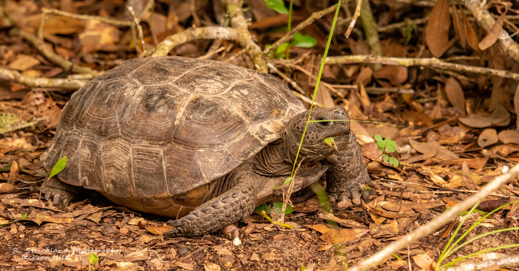 Gopher Tortoise! by rickster549