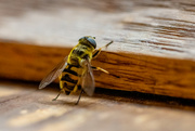 26th Aug 2021 - Hoverfly