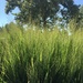 Tall grass on campus  by mcsiegle