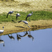 Blue Cranes  by ludwigsdiana