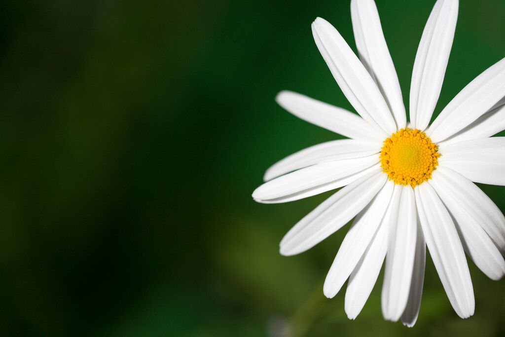 floral sunshine by creative_shots