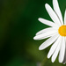 floral sunshine by creative_shots