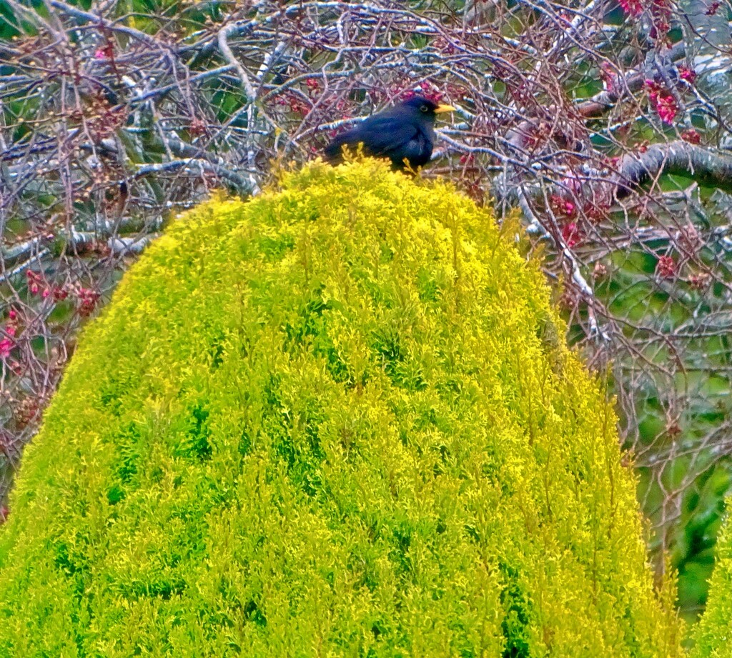 Blackbird on top.. by maggiemae