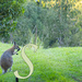S Curve by koalagardens