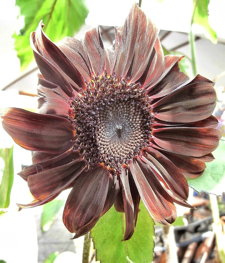Sunflower..... by cutekitty