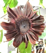 28th Aug 2021 - Sunflower.....