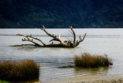 28th Aug 2021 - Beached tree with friends