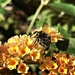 Yellow butterfly-bush by mastermek