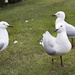 Seagulls by kgolab
