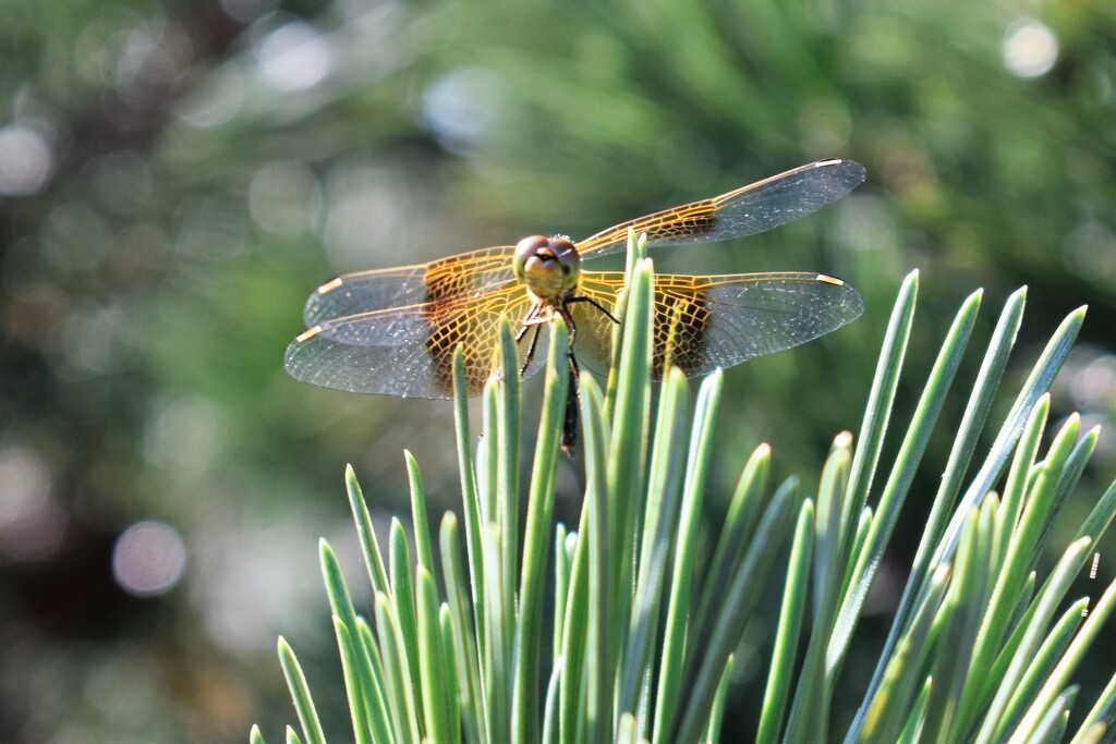 Dragonfly by sandlily