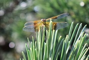 27th Aug 2021 - Dragonfly