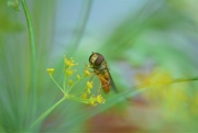 28th Aug 2021 - Little Hoverfly.........