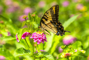 28th Aug 2021 - Easter Tiger Swallowtail