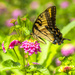 Easter Tiger Swallowtail by kvphoto