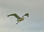 28th Aug 2021 - GBH Flying By