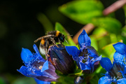 28th Aug 2021 - Bumblebee