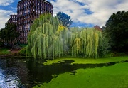 28th Aug 2021 - Weeping Willow