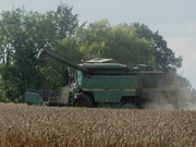 28th Aug 2021 - wheat harvesting at the top of the garden