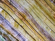 28th Aug 2021 - Wood Texture