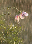 28th Aug 2021 - Cosmos in the rain