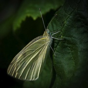 28th Aug 2021 - Cabbage White