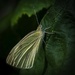 Cabbage White by berelaxed
