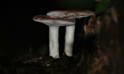25th Aug 2021 - Day 237: Mushrooms Galore