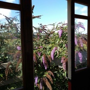 28th Aug 2021 - Buddleia from the Seaton tram