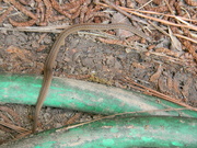 28th Aug 2021 - Snake in Front Yard