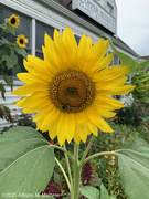 28th Aug 2021 - Killingworth Sunflower