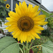 Killingworth Sunflower by falcon11