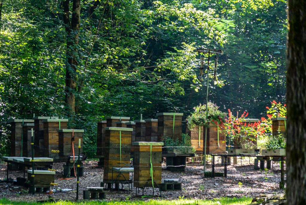 Bee Hives by cdonohoue