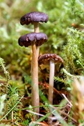 29th Aug 2010 - Mushrooms 