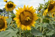 28th Aug 2021 - Giant sunflowers