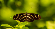 28th Aug 2021 - Zebra Longwing Butterfly!