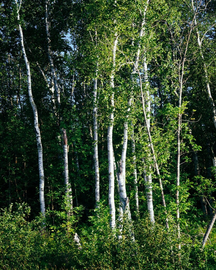 Birch trees by dawnbjohnson2