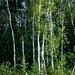 Birch trees by dawnbjohnson2