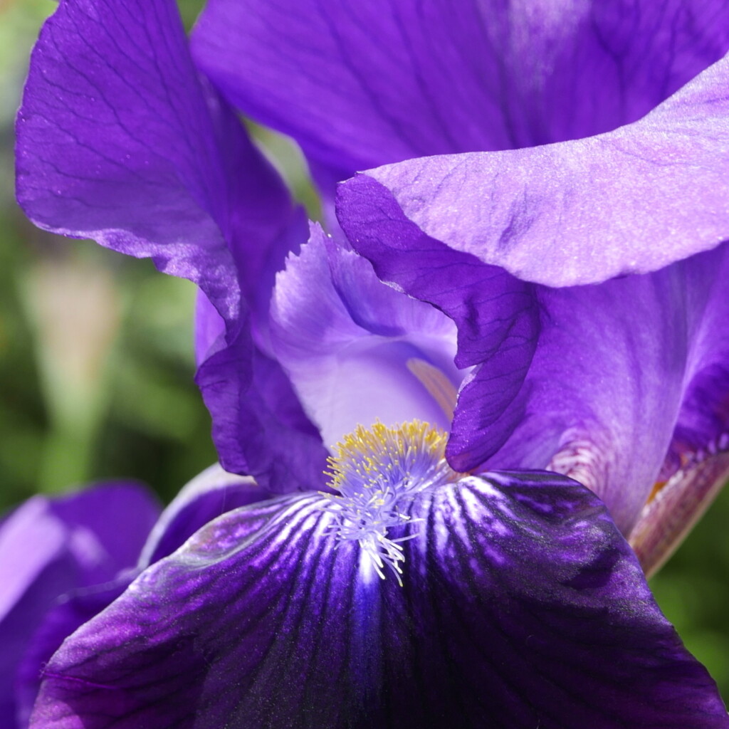purple petals by quietpurplehaze